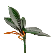 Orchidea levél gyökérrel M18cm dekorációs kellék