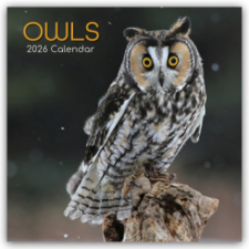  Owls - Eulen 2026 - 16-Monatskalender (Kalendář/Diář) naptár, kalendárium