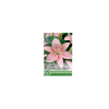OXALIS SEED LILIOM ASIATIC PINK 16-18CM