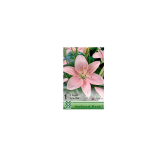 OXALIS SEED LILIOM ASIATIC PINK 16-18CM fa és növény
