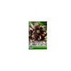 OXALIS SEED LILIOM NETTY'S PRIDE 16-18CM