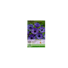 OXALIS SEED SZELLŐRÓZSA (ANEMONA DE CAEN MR.FOKKER) 6-7CM fa és növény