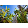  Pálmafák az égig tapéta, 300 x 250 cm