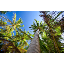  Pálmafák az égig tapéta, 400 x 250 cm tapéta, díszléc és más dekoráció