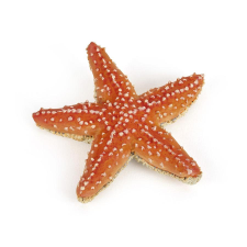 Papo Papo: Tengeri csillag (8398) játékfigura