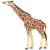 Papo Zsiráf nyújtott nyakkal 50236  Ajánlott 2-4 éves korig unisex (46653)