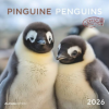  Pinguine 2026 - Broschürenkalender 30x30 cm (30x60 geöffnet) - Kalender mit Platz für Notizen - Penguins - Bildkalender - Wandplaner - Wandkalender – Alpha Edition GmbH & Co. KG