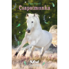 Pippa Funnell - Tilly és Táltos - Csapatmunka