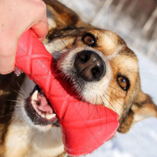 PitchDog Safe And Durable Barbell-Shaped Dog Toy - játék (súlyzó,pink) kutyák részére (Ø7cm/19cm) játék kutyáknak