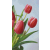 Pixelhobby Pixelhobby  806163 Tulipánok szett 6 alaplapos  (20,3x38,1 cm)