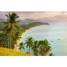  Plaja62 matrica tapéta pálmafákkal, 250 x 200 cm tapéta, díszléc és más dekoráció