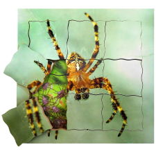 Pók és élete ciklusa - fa réteges puzzle 19 darabos puzzle, kirakós