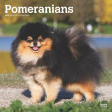 Pomeranians 2025 12 X 24 Inch Monthly Square Wall Calendar Plastic-Free naptár, kalendárium