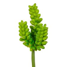  Pozsgás M12cm 72db/# dekorációs kellék