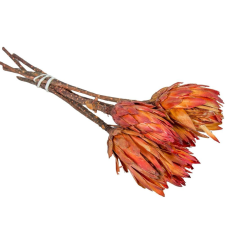  Protea pink natúr 9db-os dekorációs kellék