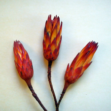  Protea repens cukorcserje piros 3 darab karácsonyi dekoráció