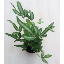  Pteris cretica 'Albolinea' - Szalagpáfrány fa és növény