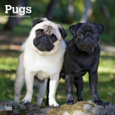 Pugs 2025 12 X 24 Inch Monthly Square Wall Calendar Plastic-Free naptár, kalendárium