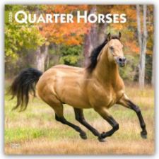  Quarter Horses - Quarter Horse 2026 - 16-Monatskalender (Naptár/Határidőnapló) naptár, kalendárium
