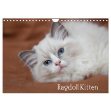  Ragdoll Kitten (Wandkalender 2024 DIN A4 quer), CALVENDO Monatskalender naptár, kalendárium