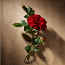 Ralph Lauren Polo Oud EDP 125 ml parfüm és kölni