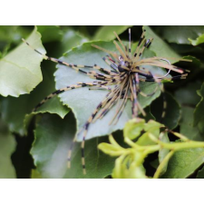  Rapture Fiz Jig C05 2,5g #04 2db, speciális műcsali csali