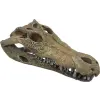 Repto | DECO CROCODILE | Krokodil koponya, dekoráció - L