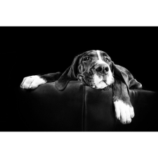 Retro-Gift Laisy Dog - Retro-Gift Nagy táblakép 39 cm x 27 cm grafika, keretezett kép