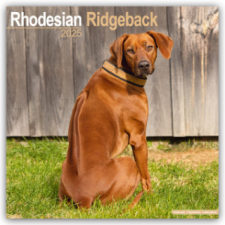 Rhodesian Ridgeback - Afrikanischer Löwenhund 2025 - 16-Monatskalender naptár, kalendárium