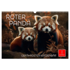  Roter Panda - gefährdeter Katzenbär (Wandkalender 2026 DIN A3 quer), CALVENDO Monatskalender naptár, kalendárium
