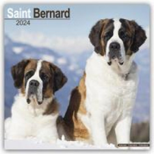  Saint Bernard - Bernhardiner 2024 - 16-Monatskalender naptár, kalendárium
