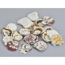  Shell&quot; kagyló 3-4cm 10dkg/csomag dekorációs kellék