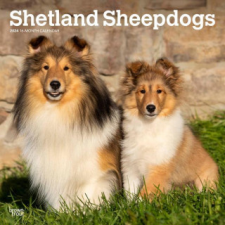  Shetland Sheepdogs 2024 Square naptár, kalendárium