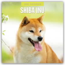 Shiba Inu 2025 - 16-Monatskalender – Red Robin Publishing Ltd naptár, kalendárium
