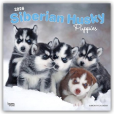  Siberian Husky Puppies - Siberian Husky Welpen 2026 - 16-Monatskalender (Naptár/Határidőnapló) naptár, kalendárium
