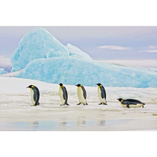 Signal Kép PENGUINS 120x80 cm grafika, keretezett kép