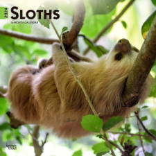  Sloths 2024 Square naptár, kalendárium