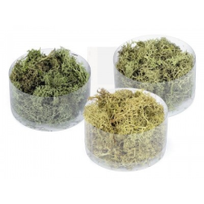  Stabilizált  moha dekorációs kellék