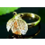 Swarovski Arannyal bevont katicabogár gyűrű borostyánszínű Swarovski kristállyal (0883.)