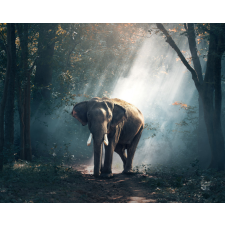 Számfestő Elefánt a dzsungelben - vászonkép grafika, keretezett kép