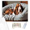 Számfestő.hu Alvó Basset Hound Kényelmes Ágyon - számfestő készlet – 40×50 cm (Keretre feszítve)