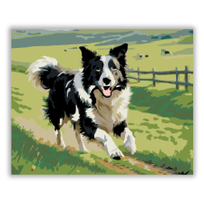 Számfestő.hu Border Collie a Zöld Legelőn - számfestő készlet kreatív és készségfejlesztő