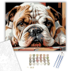 Számfestő.hu Bulldog Kölyök Pihenő Közeli Portré - számfestő készlet – 40×50 cm (Keretre feszítve)
