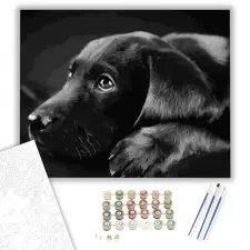 Számfestő.hu Fekete Labrador - számfestő készlet – 60×70 cm (Keretre feszítve) kreatív és készségfejlesztő
