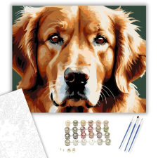 Számfestő.hu Golden Retriever Arcközelben - számfestő készlet – 40×50 cm (Keretre feszítve) kreatív és készségfejlesztő