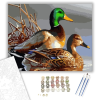 Számfestő.hu Kacsák - számfestő készlet – 40×50 cm (Keretre feszítve)