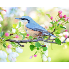 Számfestő Kék madár a fán - vászonkép grafika, keretezett kép