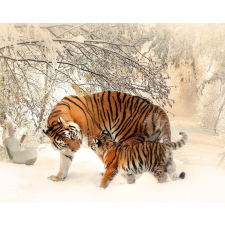 Számfestő Tigris kölyök anyával - vászonkép grafika, keretezett kép