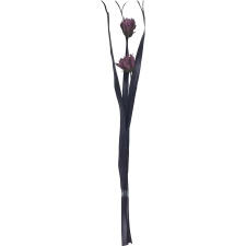  Szárított díszcsokor dália Midnight Mystery 95 cm lila-fekete dekoráció