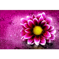  Százszorszép harmat tapétával, 400 x 250 cm tapéta, díszléc és más dekoráció